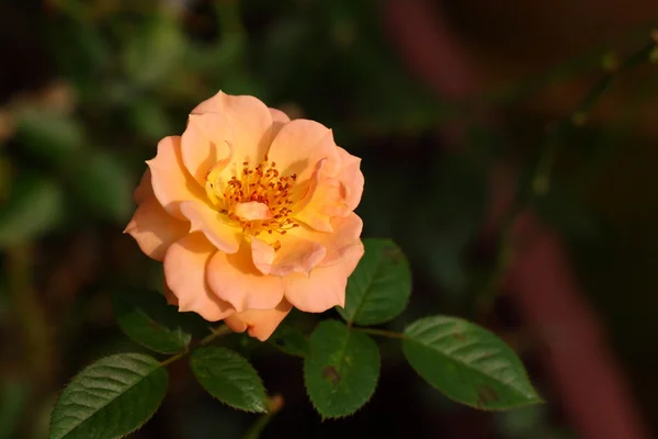 Belle fleur de rose dans le jardin — Photo