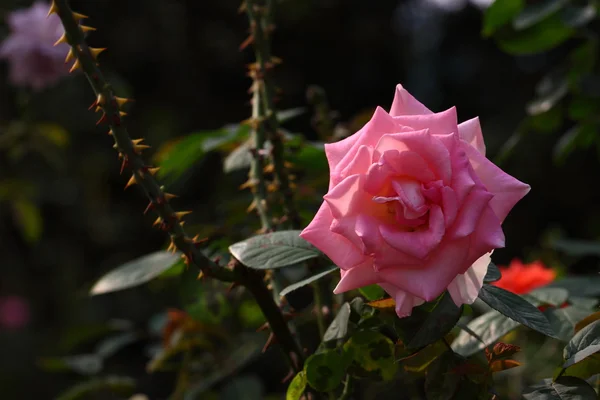 Hermosa flor de rosa en el jardín — Foto de Stock