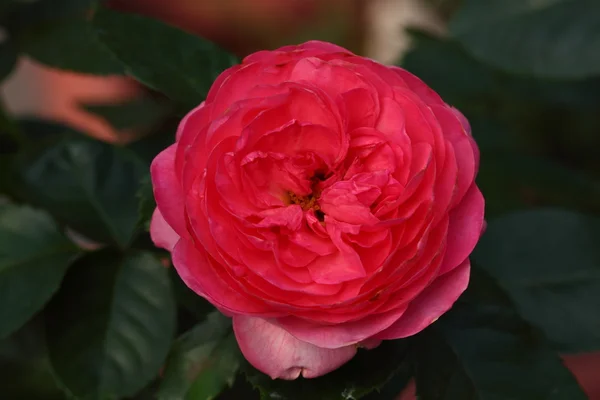 Schöne Rosenblüte im Garten — Stockfoto