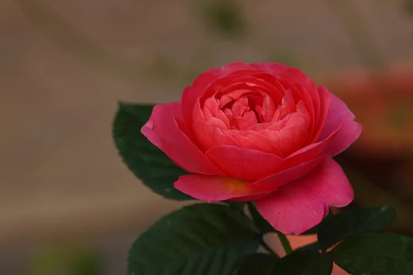 Krásná růžová květina v zahradě — Stock fotografie