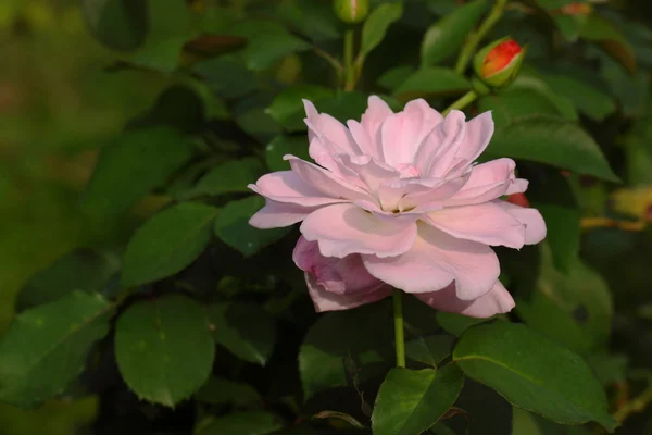 Beautiful Rose flower in the garden — Stock Photo, Image