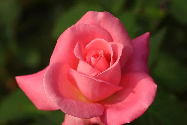 Hermosa flor de rosa en el jardín — Foto de Stock