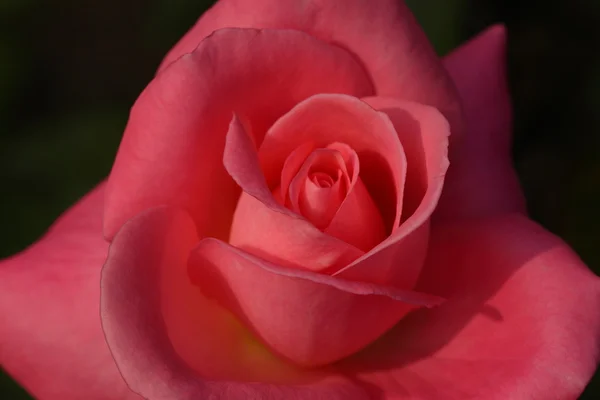 बागेत सुंदर गुलाब फूल — स्टॉक फोटो, इमेज