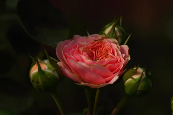 Vacker ros blomma i trädgården — Stockfoto