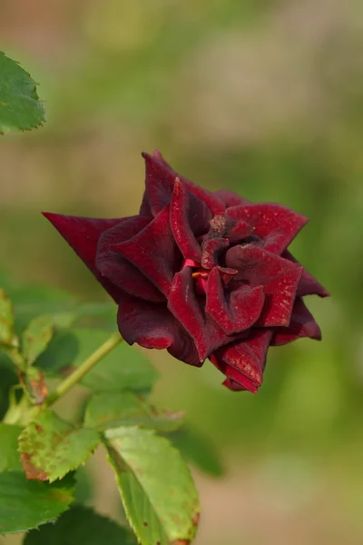 Красивый цветок розы в саду — стоковое фото