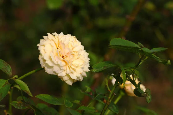 Beautiful Rose flower in the garden — Stock Photo, Image