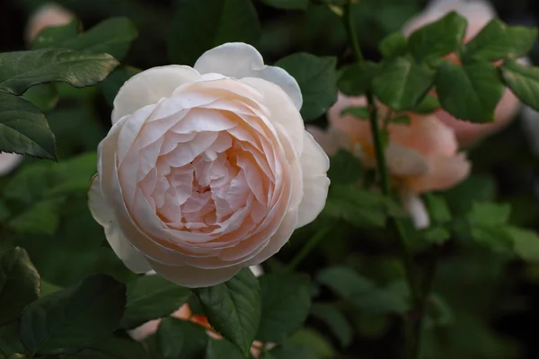 Beautiful Rose flower in the garden — Stock Photo, Image