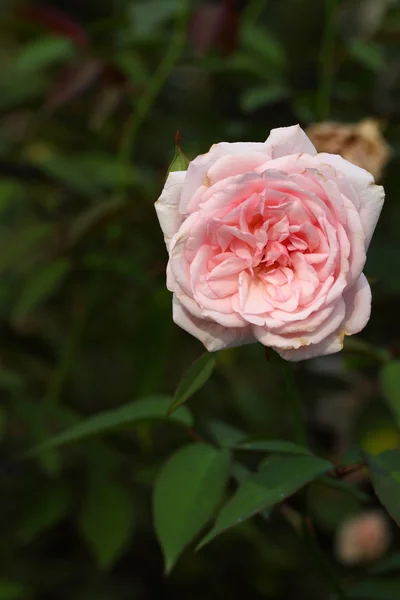 Hermosa flor de rosa en el jardín — Foto de Stock