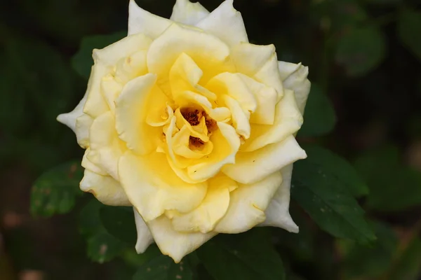 Vacker ros blomma i trädgården — Stockfoto