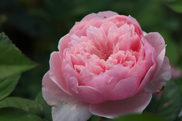 Schöne Rosenblüte im Garten — Stockfoto