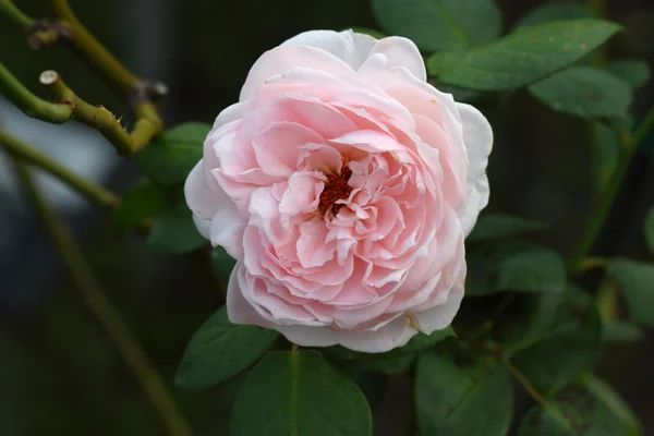 Hermosa flor de rosa en el jardín — Foto de Stock