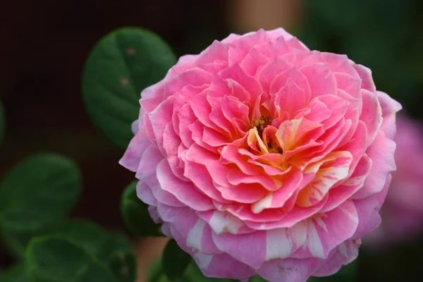 Gyönyörű rózsa virág a kertben — Stock Fotó
