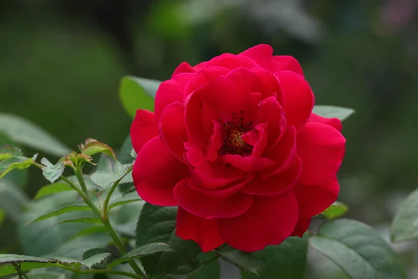 Beautiful Rose flower in the garden — Stock Photo, Image