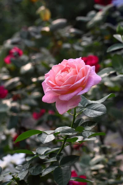 Krásná růžová květina v zahradě — Stock fotografie