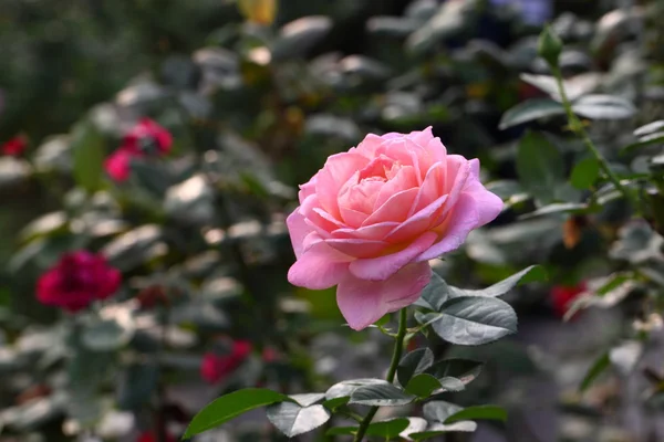 Vacker ros blomma i trädgården — Stockfoto