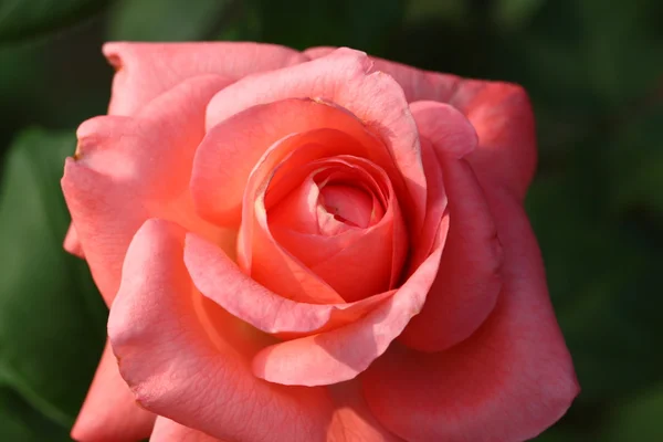 Hermosa flor de rosa en el jardín — Foto de Stock