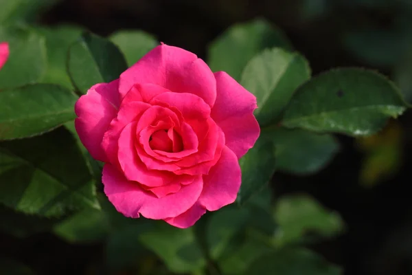 Hermosa flor de rosa en el jardín — Foto de Stock