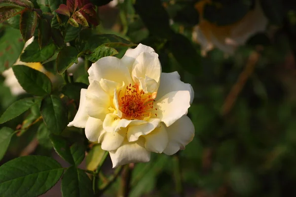 Красива квітка троянди в саду — стокове фото