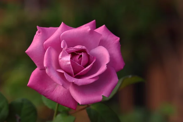 Hermosa flor de rosa en el jardín — Foto de Stock