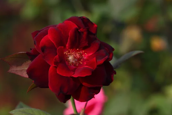 Vacker ros blomma i trädgården — Stockfoto