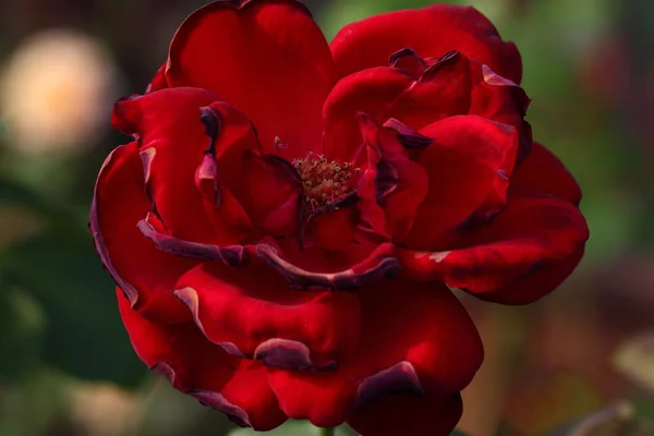 Hermosa flor de rosa en el jardín —  Fotos de Stock