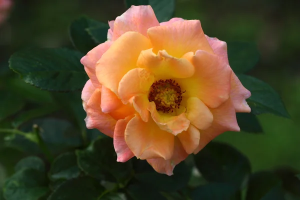 Piękny kwiat róży w ogrodzie — Zdjęcie stockowe