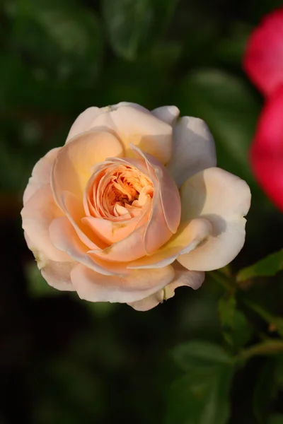 Piękny kwiat róży w ogrodzie — Zdjęcie stockowe