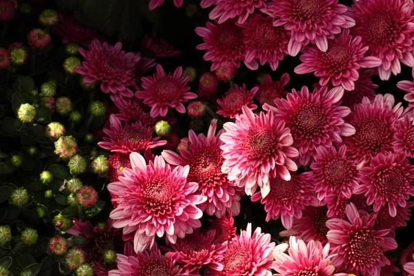 Flores de crisantemo en plena floración — Foto de Stock