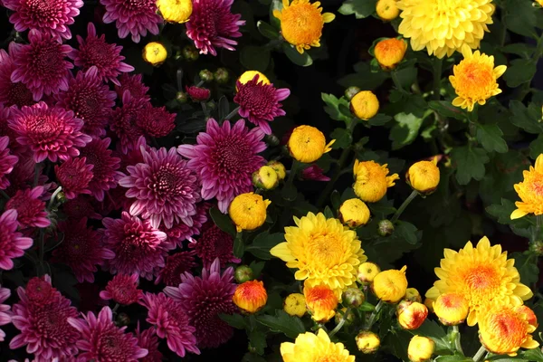 Fullständig blommande Chrysanthemum blommor — Stockfoto