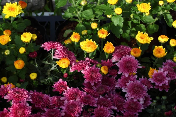 Fullständig blommande Chrysanthemum blommor — Stockfoto