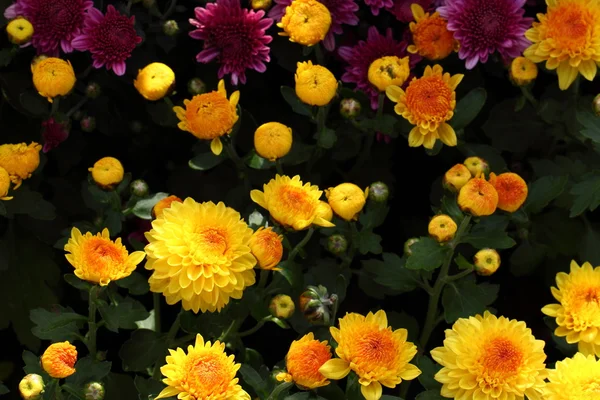 Fullständig blommande Chrysanthemum blommor — Stockfoto