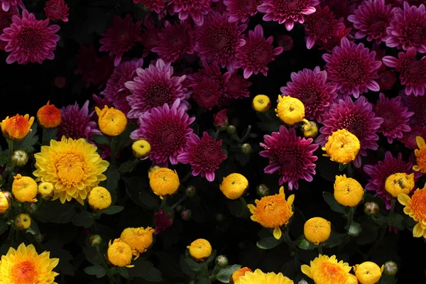 Flores de crisantemo en plena floración — Foto de Stock