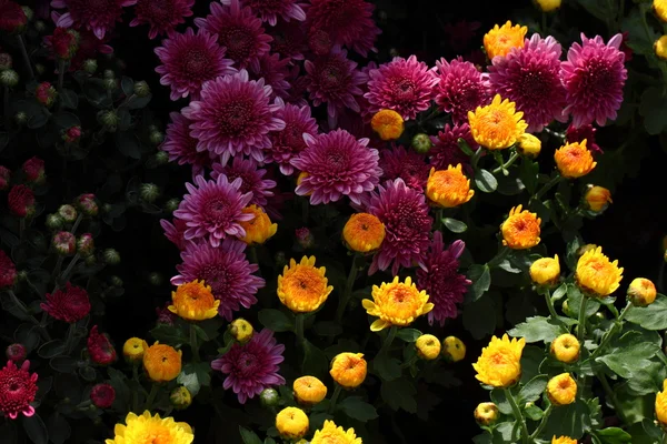 Full blooming Chrysanthemum flowers — Stock Photo, Image