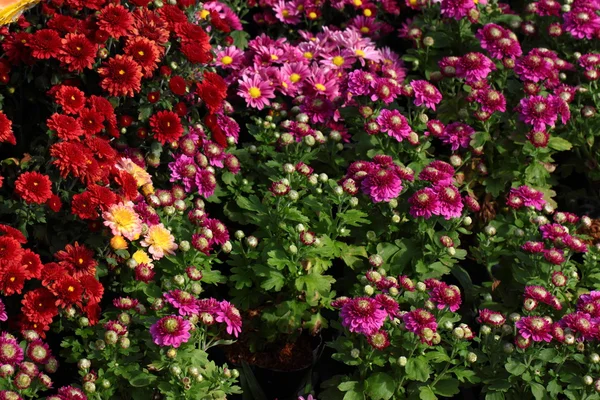 Fullständig blommande Chrysanthemum blommor — Stockfoto