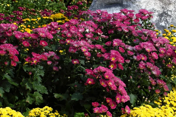 Fullständig blommande Chrysanthemum blommor — Stockfoto