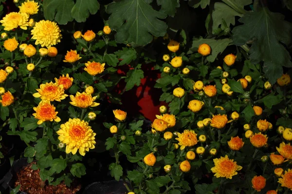 Flores de crisântemo de flor cheia — Fotografia de Stock