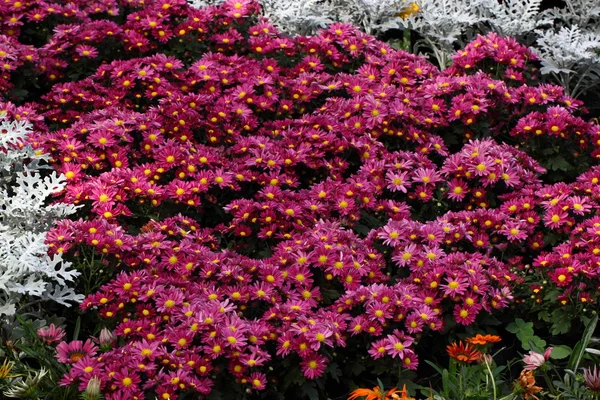 Fullständig blommande Chrysanthemum blommor — Stockfoto