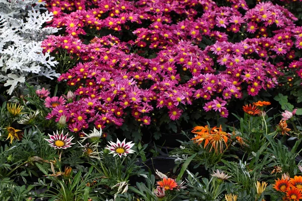 Цветущие цветы Хризантемы — стоковое фото