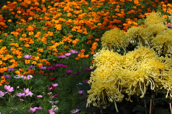 Teljes virágzó krizantém virág — Stock Fotó
