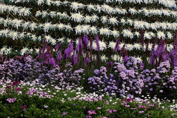 Fullständig blommande Chrysanthemum blommor — Stockfoto