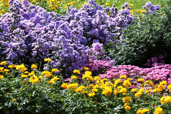 Fullständig blommande Chrysanthemum blommor — Stockfoto