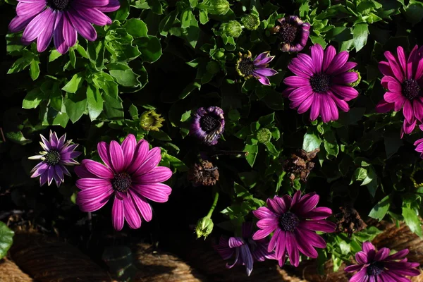 Pełnym kwitnących kwiatów chryzantemy — Zdjęcie stockowe