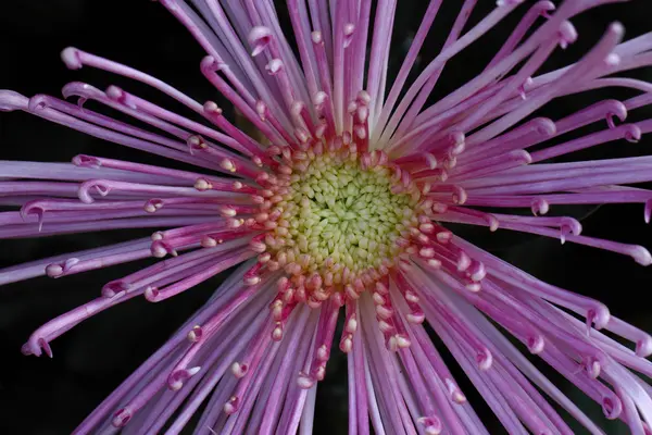 Blütenpracht der Chrysanthemen — Stockfoto