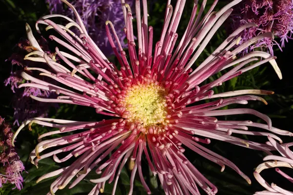 Pełnym kwitnących kwiatów chryzantemy — Zdjęcie stockowe