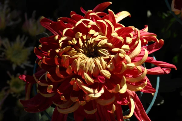 Flores de crisântemo de flor cheia — Fotografia de Stock