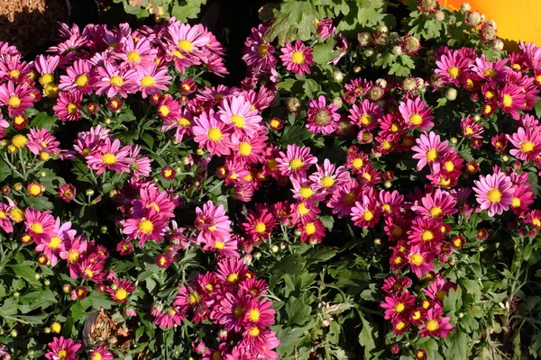 Flores de crisântemo de flor cheia — Fotografia de Stock