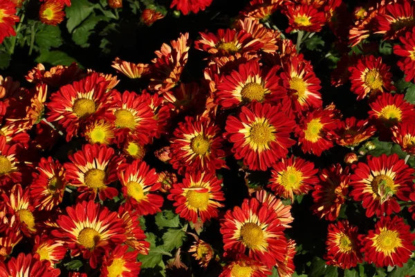 Full blooming Chrysanthemum flowers — Stock Photo, Image