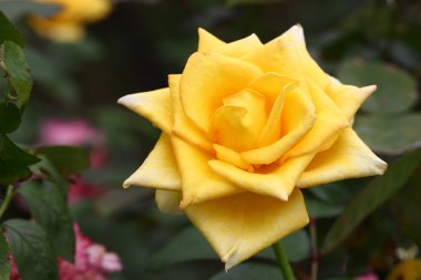 Bahçedeki güzel gül çiçeği