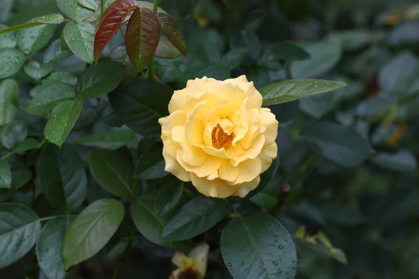 Belle fleur de rose dans le jardin — Photo