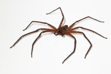 Heteropoda venatoria örümcek